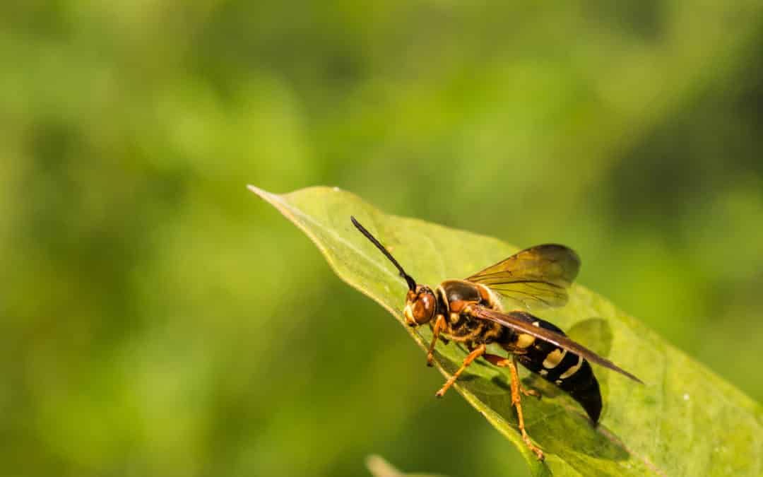 How to Get Rid of Cicada Killer Wasps Sage Pest Control