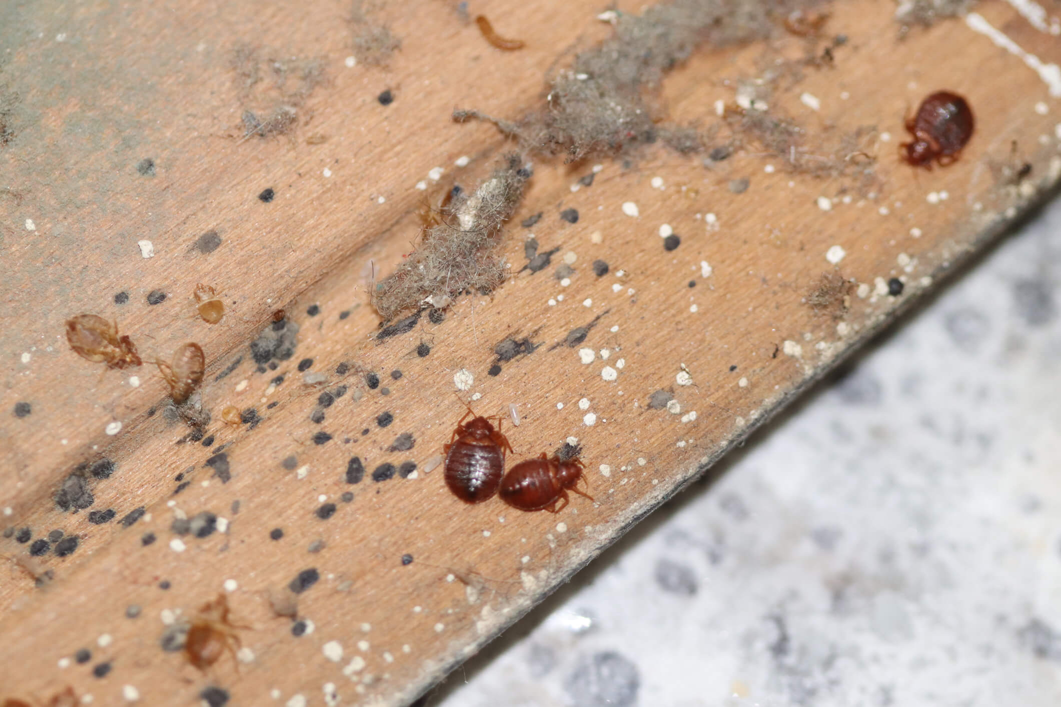 pictures of bed bugs on used sofa bed